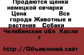 Продаются щенки немецкой овчарки!!! › Цена ­ 6000-8000 - Все города Животные и растения » Собаки   . Челябинская обл.,Касли г.